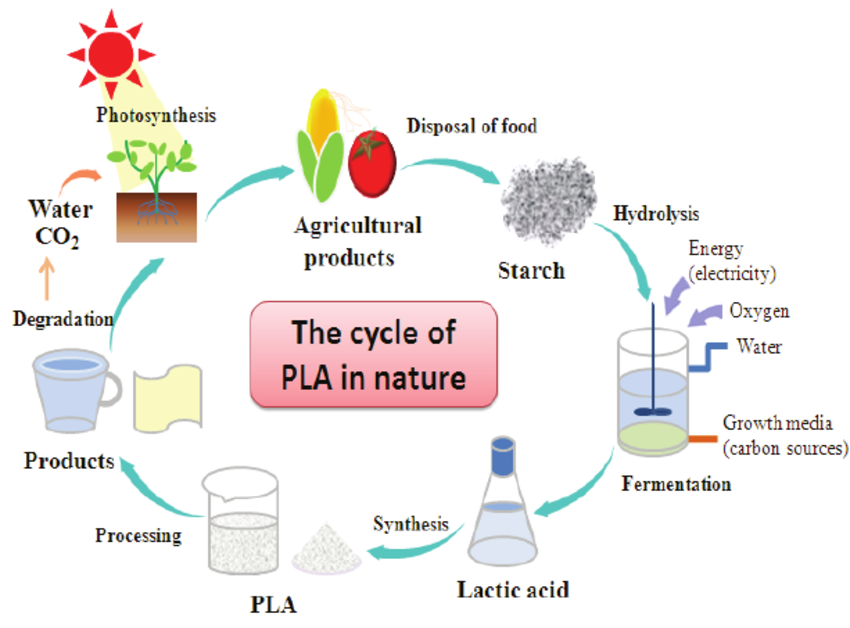 How Long Does PLA Take to Biodegrade